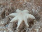 Interesting Evactinopora Bryozoa Colony - Missouri #42715-3